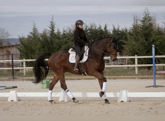 Westfaal, Ruin, 8 Jaar, 176 cm, Bruin