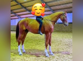 Westfaal, Ruin, 8 Jaar, 178 cm, Vos