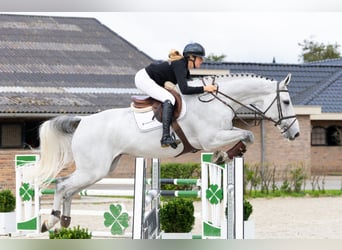 Westfaal, Ruin, 8 Jaar, 180 cm, Schimmel