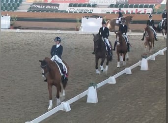 Westfaal, Ruin, 9 Jaar, 163 cm, Vos
