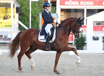 Westfaal, Ruin, 9 Jaar, 167 cm, Vos