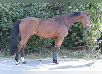 Westfaal, Ruin, 9 Jaar, 168 cm, Bruin