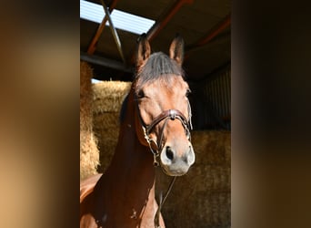 Westfaal, Ruin, 9 Jaar, 168 cm, Bruin