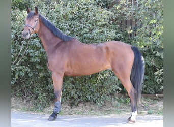 Westfaal, Ruin, 9 Jaar, 168 cm, Bruin