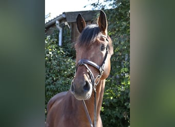Westfaal, Ruin, 9 Jaar, 168 cm, Bruin