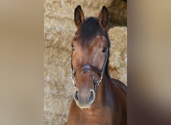 Westfaal, Ruin, 9 Jaar, 168 cm, Bruin