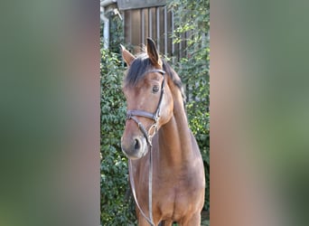 Westfaal, Ruin, 9 Jaar, 168 cm, Bruin