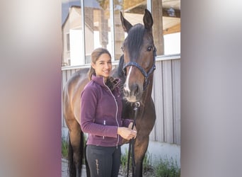 Westfaal, Ruin, 9 Jaar, 168 cm, Donkerbruin