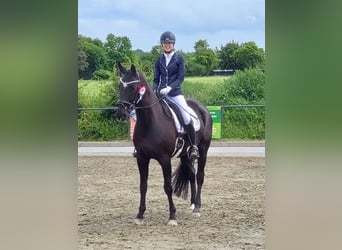Westfaal, Ruin, 9 Jaar, 169 cm, Zwartbruin