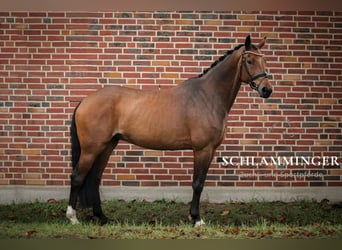 Westfaal, Ruin, 9 Jaar, 170 cm, Bruin