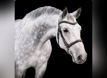 Westfaal, Ruin, 9 Jaar, 172 cm, Appelschimmel