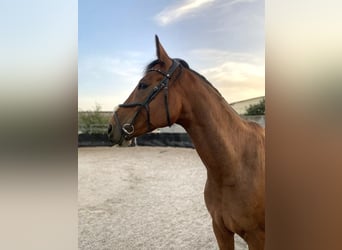 Westfaal, Ruin, 9 Jaar, 172 cm, Brauner