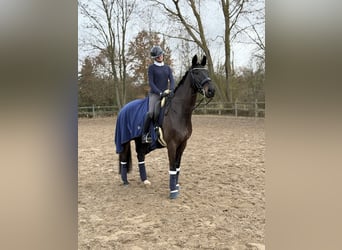 Westfaal, Ruin, 9 Jaar, 173 cm, Donkerbruin