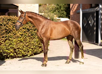 Westfaal, Ruin, 9 Jaar, 173 cm, Donkere-vos