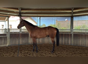Westfaal, Ruin, 9 Jaar, 174 cm, Bruin