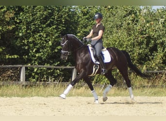 Westfaal, Ruin, 9 Jaar, 174 cm, Zwart