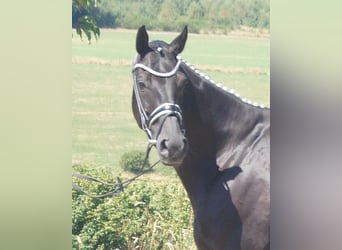 Westfaal, Ruin, 9 Jaar, 174 cm, Zwart