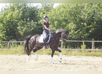 Westfaal, Ruin, 9 Jaar, 174 cm, Zwart