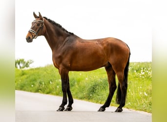Westfaal, Ruin, 9 Jaar, 177 cm, Bruin