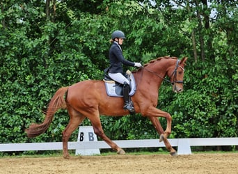 Westfaal, Ruin, 9 Jaar, 178 cm, Vos