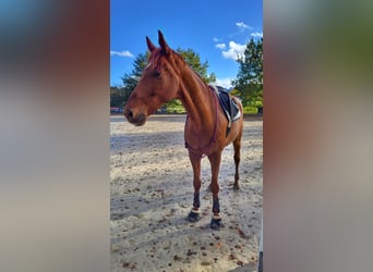 Westfaal, Ruin, 9 Jaar, 178 cm, Vos
