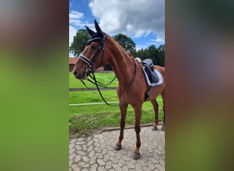 Westfaal, Ruin, 9 Jaar, 178 cm, Vos