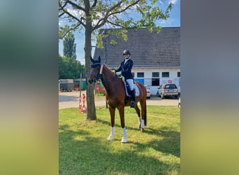 Westfaal, Ruin, 9 Jaar, 178 cm, Vos