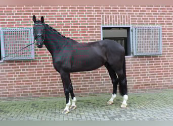 Westfaal, Ruin, 9 Jaar, 186 cm, Zwartbruin