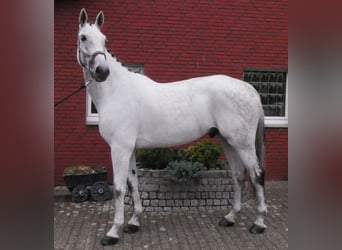 Westfaal, Ruin, 9 Jaar, 188 cm