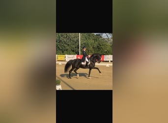 Westfale, Hengst, 11 Jahre, 167 cm, Rappe