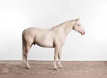 Westfale Mix, Hengst, 14 Jahre, 163 cm, Cremello