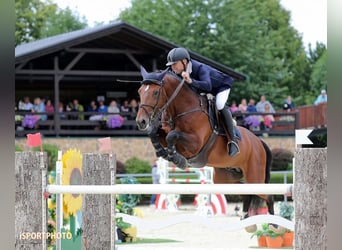 Westfale, Hengst, 17 Jahre, 173 cm, Brauner
