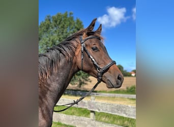Westfale, Hengst, 1 Jahr, 145 cm, Dunkelbrauner