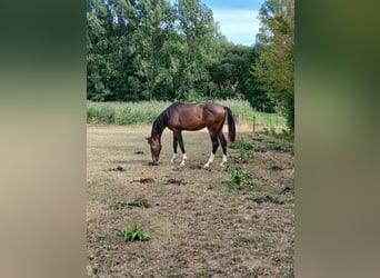Westfale, Hengst, 1 Jahr, 160 cm, Brauner