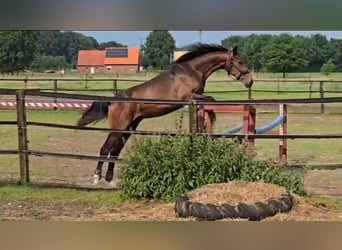 Westfale, Hengst, 1 Jahr, 161 cm, Schwarzbrauner
