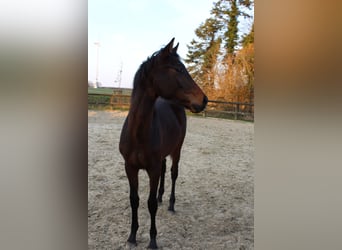 Westfale, Hengst, 1 Jahr, 168 cm, Brauner