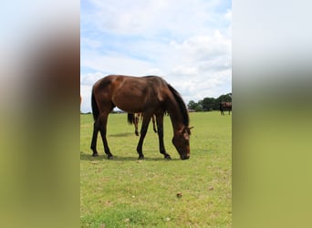 Westfale, Hengst, 1 Jahr, 168 cm, Brauner