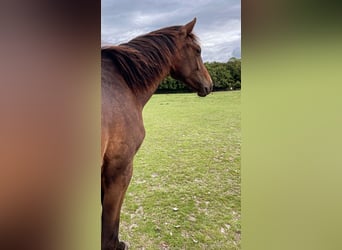 Westfale, Hengst, 1 Jahr, 168 cm, Brauner