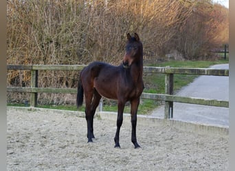 Westfale, Hengst, 1 Jahr, 168 cm, Brauner