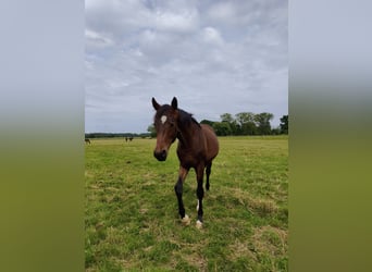 Westfale, Hengst, 1 Jahr, 168 cm, Dunkelbrauner