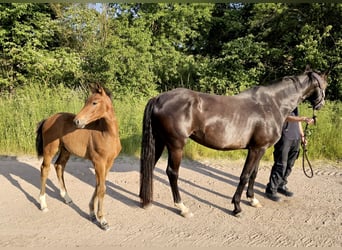 Westfale, Hengst, 1 Jahr, 169 cm, Brauner