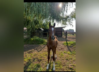 Westfale, Hengst, 1 Jahr, 170 cm, Dunkelbrauner