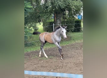 Westfale, Hengst, 1 Jahr, 170 cm, Kann Schimmel werden