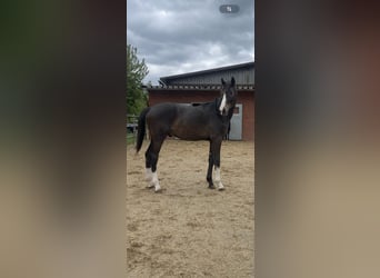 Westfale, Hengst, 1 Jahr, 170 cm, Schwarzbrauner