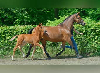 Westfale, Hengst, 1 Jahr, 172 cm, Fuchs