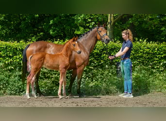 Westfale, Hengst, 1 Jahr, 172 cm, Fuchs