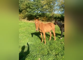 Westfale, Hengst, 1 Jahr, 174 cm, Fuchs
