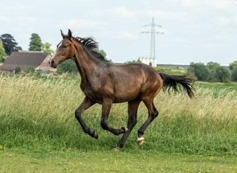 Westfale, Hengst, 1 Jahr, 175 cm, Dunkelbrauner