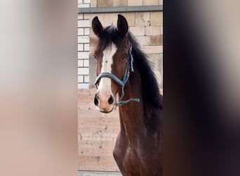 Westfale, Hengst, 1 Jahr, 180 cm, Brauner