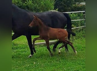 Westfale, Hengst, 1 Jahr, Brauner